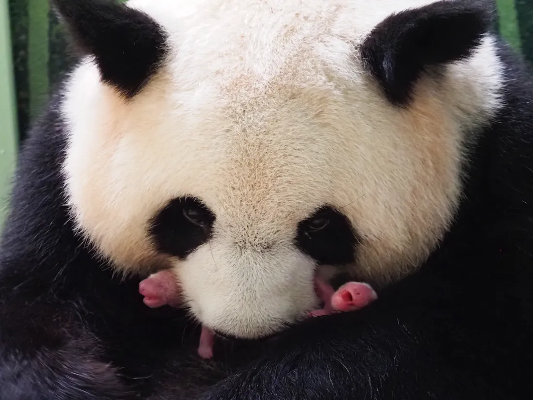 Huan Huan, la femelle panda du Zoo de Beauval, a donné naissance à deux bébés le 2 août 2021.